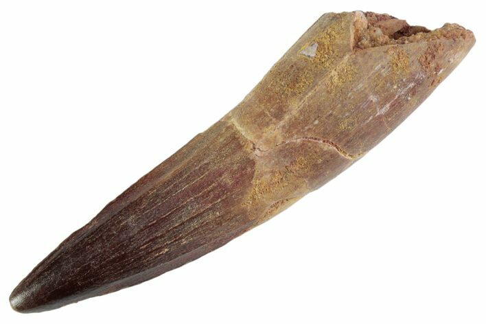 Fossil Spinosaurus Tooth - Real Dinosaur Tooth #367946